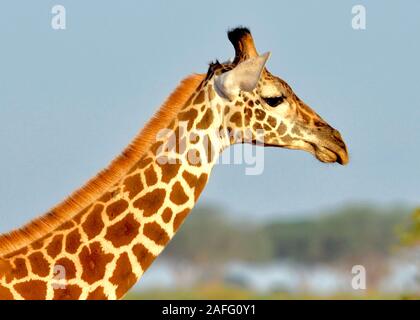 Nahaufnahme von Giraffe, Kopf und Hals. Seite portrait. (Giraffa Camelopardalis) Stockfoto