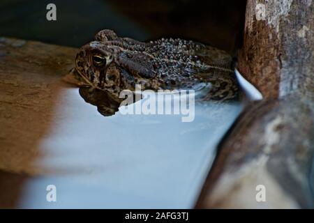 Texas Spaten Footed Kröte einweichen, Texas Panhandle, Canyon, Texas Stockfoto