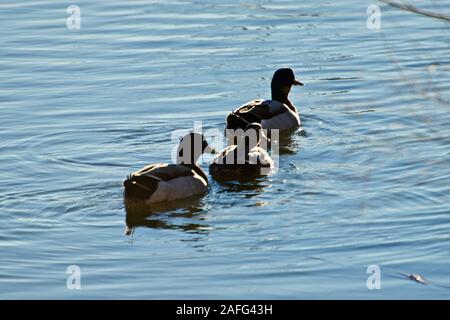 Überwinterung Stockenten, Lindsey City Park Public Angelsee, Canyon, Texas. Stockfoto