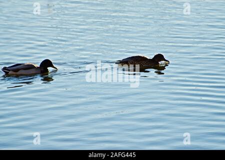 Überwinterung Stockenten, Lindsey City Park Public Angelsee, Canyon, Texas. Stockfoto