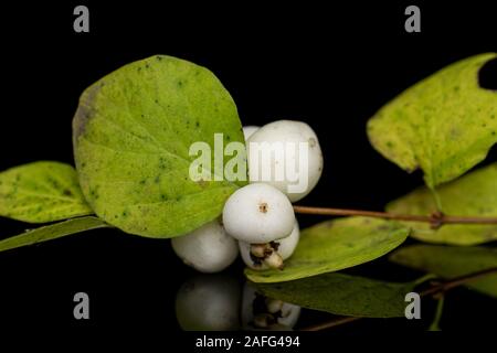 Menge ganze weiße snowberry auf schwarzem Glas isoliert Stockfoto