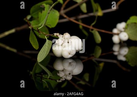 Menge ganze weiße snowberry auf schwarzem Glas isoliert Stockfoto