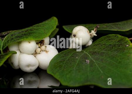 Menge ganze weiße snowberry auf schwarzem Glas isoliert Stockfoto