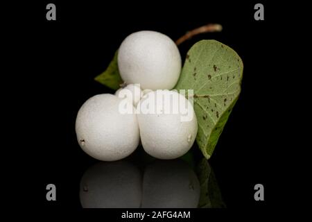 Gruppe von vier ganze weiße snowberry auf schwarzem Glas isoliert Stockfoto