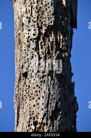 Ein toter Baum enträtselt mit Bohrungen von Spechten, entlang Elkhorn Slough in Kalifornien Stockfoto
