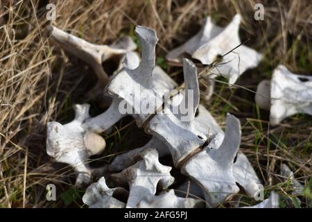 Die gebleichte Knochen eines Rehe, in der braunen Gras auf Kolibri Insel in Elkhorn Slough in Kalifornien verstreut Stockfoto