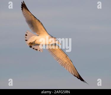 Ring billed Gull (Larus delawarensis) im Flug auf dem blauen Himmel Hintergrund Stockfoto