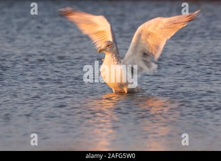 Amerikanische Silbermöwe oder Smithsonian Möwe (Larus argentatus smithsonianus) fliegen von Wasser Stockfoto