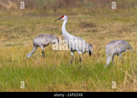 Die Familie der kanadakraniche Fütterung auf der Weide, Galveston, Texas, USA Stockfoto