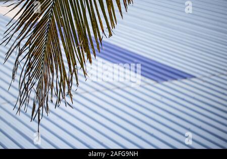 Blick von oben auf die Palme Blatt über dem Dach für Concept Design Stockfoto