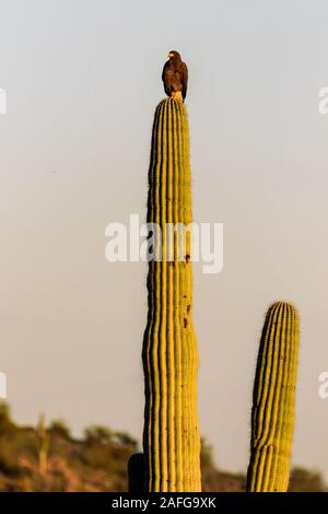 Ein Harris Hawk (Parabuteo unicinctus) verwendet eine Saguaro Kaktus für Beute in Lost Dutchman State Park zu suchen, in der Nähe von Phoenix, Arizona. Stockfoto