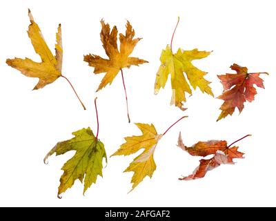 Zerknitterte Blätter im Herbst weiß isoliert Hintergrund Stockfoto