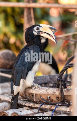 Orientalische Pied Hornbill vogel Nahaufnahme Stockfoto
