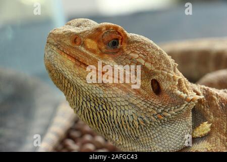 Iguana ist eine Gattung der pflanzenfressenden Echsen, die in tropischen Gebieten von Mexiko, Mittelamerika, Südamerika und die Karibik. Stockfoto