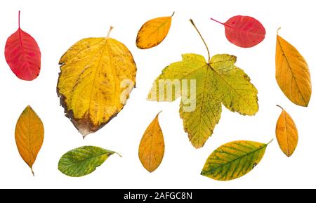 Farbige Blätter im Herbst weiß isoliert Hintergrund Stockfoto