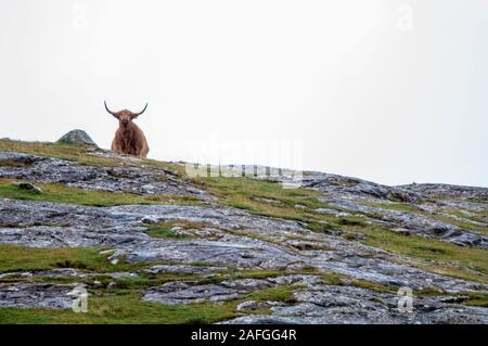 Highland Kuh auf Ridge in der Nähe von Clachtoll, Schottland Stockfoto