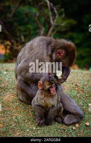 Vertikale Aufnahme einer niedlichen Interaktion zwischen Mutter und Kind Affen in der Mitte eines Feldes Stockfoto