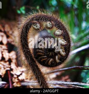 In der Nähe der neuen Farn Wedel als Koru gerade in ein neues Blatt, Aotearoa, das Land der langen weissen Wolke, Neuseeland zu entfalten. Stockfoto