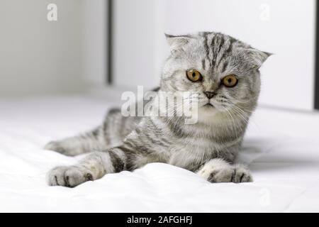 Scottish Fold Katze sind Kniebeugen auf weißen Bett im Zimmer. Graue Katze mit schönen Mustern. Katze sind starrte. Stockfoto
