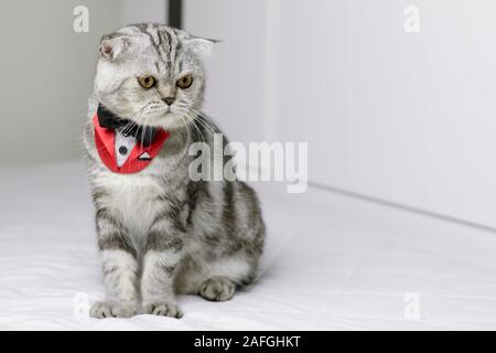 Scottish Fold Katze trägt einen roten Tuxedo sitzen auf weißen Bett. Katze trägt einen weißen Anzug. Graue Katze auf den weißen Hintergrund. Stockfoto