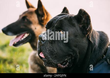 Rot und Schwarz Hund Malinois Cane Corso Hund sitzen zusammen im Gras. Close Up Portrait. Stockfoto
