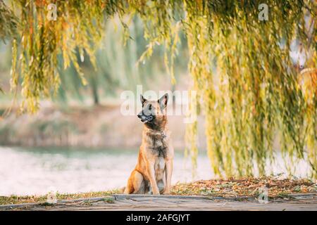 Malinois Hund sitzen in der Nähe von See unter Zweigen. Belgischer Schäferhund sind Aktiv, Intelligent, freundlich, schützenden, aufmerksam und bemüht. Hirte, Stockfoto