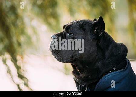 Schwarz Cane Corso Dog Sitting in der Nähe von See unter Zweigen. Hund trägt In warme Kleidung. Große Hunderassen. Close Up Portrait. Stockfoto