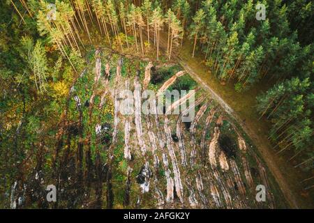 Luftaufnahme grünen Wald abholzen Bereich Landschaft. Blick von oben auf die Gefallenen Holz Trunks und wachsenden Wald. Europäische Natur von hohen Haltung in Summe Stockfoto