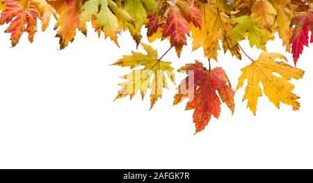Blätter im Herbst Hintergrund, Platane Blätter auf weißem Hintergrund isoliert Stockfoto