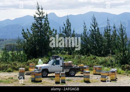 Imker tragen ein Schutzanzug tendenziell Bienenstöcke in einem Kiefernwald in Neuseeland. Stockfoto