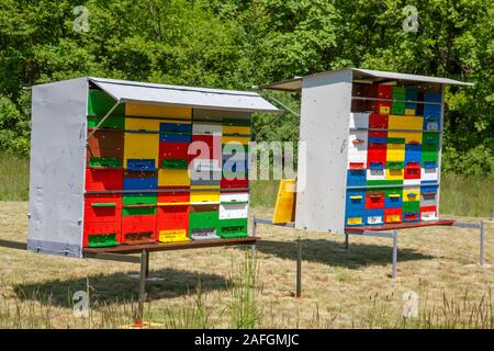 Zwei bunte bunte Bienenhaus auf der Wiese vor dem Wald, sonnendurchfluteten und in einem Schwarm von Bienen Stockfoto