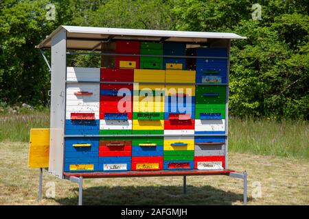 Bunte bunte Bienenhaus auf der Wiese vor dem Wald, sonnendurchfluteten und in einem Schwarm von Bienen Stockfoto