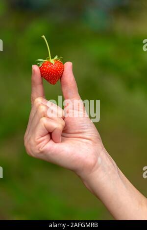 Der Bauer hält eine frisch gepflückte organische Erdbeere in der Hand. Bild Stockfoto