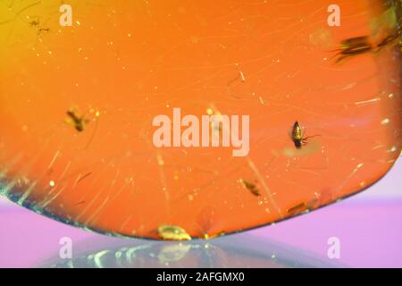 Bernstein mit eingeschlossenen Insekten im Studio mit vorsatzlinse fotografiert. Stockfoto