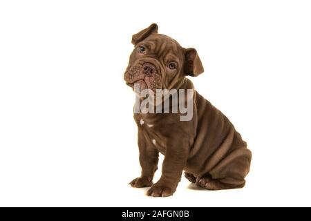 Cute Old English Bulldogge Welpen suchen an der Kamera auf einem weißen Hintergrund ist von der Seite gesehen isoliert sitzen Stockfoto