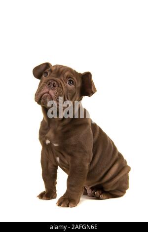 Cute Old English Bulldogge Welpen suchen sie sitzend auf einem weißen Hintergrund ist von der Seite gesehen isoliert Stockfoto