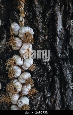 Zeichenkette von Knoblauch Kopf gebunden zusammen hängen auf einem Stamm des alten Baumes Stockfoto