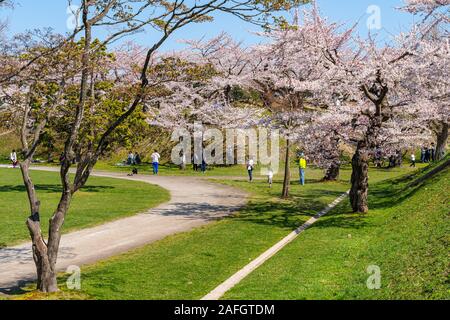 Goryokaku star fort Park im Frühling Cherry Blossom Blüte Jahreszeit mit klaren blauen Himmel sonniger Tag, Besucher genießen die schöne sakura Blumen Stockfoto