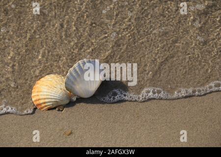 Zwei Conch Shells am Strand mit Wellen. Stockfoto