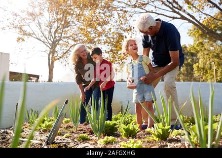 Enkelkinder, Großeltern nach Gemüse auf Zuteilung Stockfoto