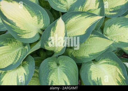 Hohe Betrachtungswinkel der hosta Werk verlässt in einem full-frame Bild Stockfoto