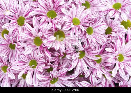 Full-frame von rosa und weißen Farben blühenden Chrysanthemen Blumen von einem hohen Winkel gesehen Stockfoto