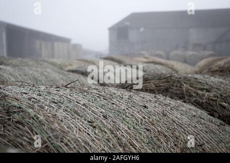 Nahaufnahme von trockenen Grasstapeln mit Gebäuden auf der verschwommen Hintergrund Stockfoto