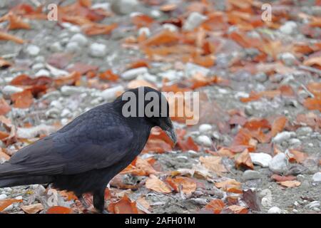 Nahaufnahme eines schwarzen Raben mit einem langen Schnabel stehend Auf einem Boden, der im Herbst mit Blättern bedeckt ist Stockfoto