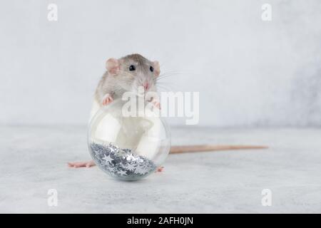 Neues Jahr der Ratte mit Weihnachten Glaskugel Ornament, urlaub Konzept Stockfoto