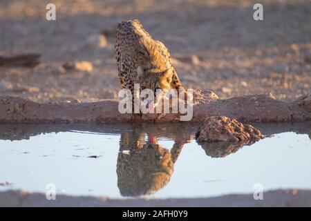 Schönes Gepard Trinkwasser aus einem kleinen Teich mit seinen Reflexion im Wasser Stockfoto