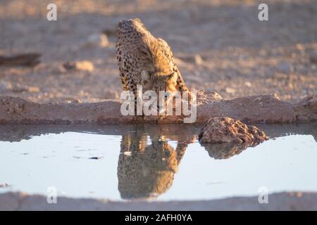 Schönes Gepard Trinkwasser aus einem kleinen Teich mit seinen Reflexion im Wasser Stockfoto