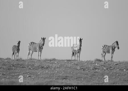 Graustufenaufnahme von Zebras, die auf dem Hügel stehen In der Ferne Stockfoto