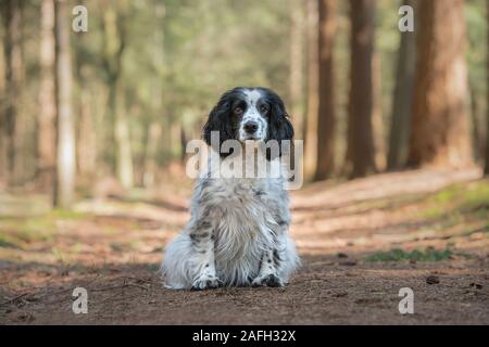 Cocker Spaniel hund sitzt auf einem Waldweg von vorne gesehen in die Kamera schaut Stockfoto