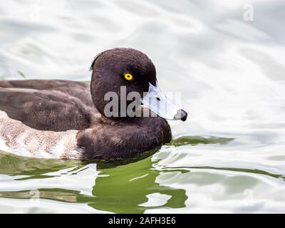 Schöne niedliche große Scaup Ente mit ausdrucksstarken Augen in der Mitten im See Stockfoto